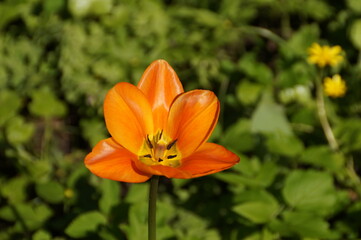 orange flower in the garden