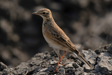 Paddyfield Pipit,  Anthus rufulus, Kolkata, West Bengal, India