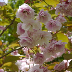 Flowering White Snowdrop Anemone Sylvestris Plant
