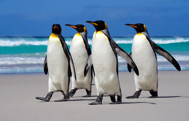 Naklejka na ściany i meble King penguins walking on beach