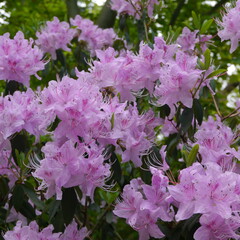Purple Flowering rhododendron davidsonianum Shrub