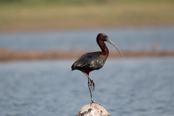 Glossy ibis, Plegadis falcinellus perched on a rock, Bhigwan, Maharashtra, India