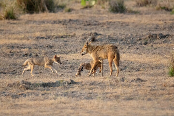 Golden jackal, Canis aureus mother with pups, Kanha National Park Madhya Pradesh, India