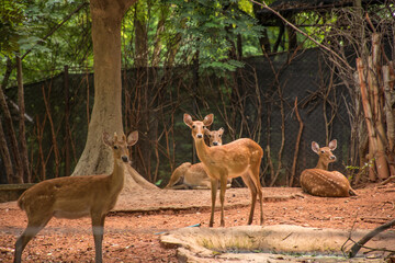 deer in the woods