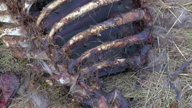 Rib cage of a decaying carcass of a roe deer 