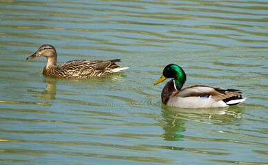 Male and female mallard (Anas platyrhynchos) in pond