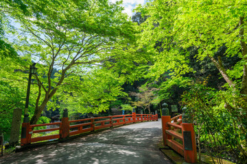 京都　神護寺の高雄橋と新緑