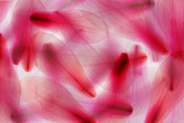 Magnolien Blüten Blütenblätter Mehrfachbelichtung übereinander abstrakt pink