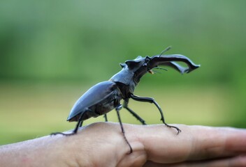 deer beetle in the grass