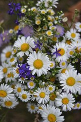 Fototapeta premium daisies in a field