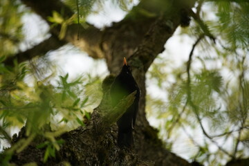 Florale Elemente in einem Park oder Garten zur sommerlichen jahreszeit