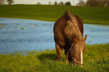 Koń pasący się na wiosennej łące na tle rozlewiska