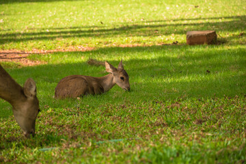 deer in the grass