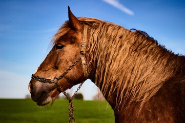 Portret konia na tle błękitnego nieba © Micha