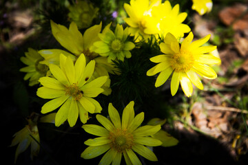yellow flowers