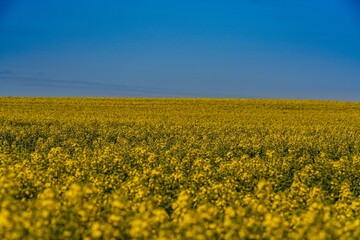 Obraz premium Rapsblüte