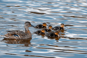 Female mallard and its young ducklings