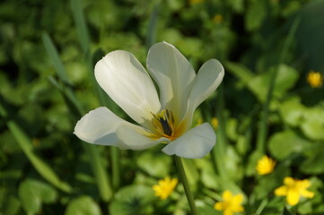 white and yellow flowers