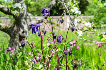 Purple Aquilegia (Granny's bonnet, Columbine flower) and pink Viscaria (Silene Viscaria) in the green meadow grass. Blooming apple tree and wildflowers in the spring garden.