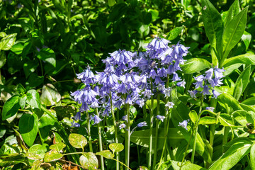 Fototapeta premium Blue forest hyacinth close-up in the spring garden, selective focus. Flowers bloom with small bells. Wildflowers on a background of green grass and green leaves.