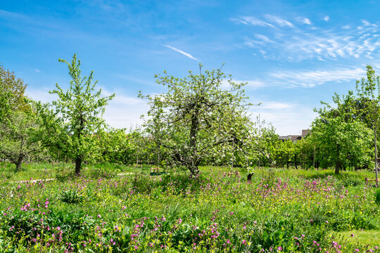 Bright summer landscape with flowering orchard against the blue sky. Blooming apple trees and wildflowers in the spring garden. Gardens in Sittard, the Netherlands.