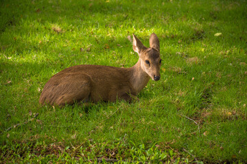 deer in the grass