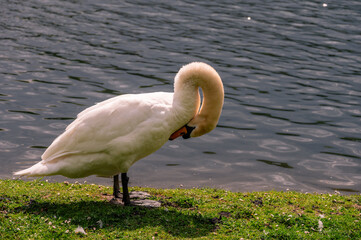 Schwan an K&ouml;lner Weiher mit Kopfgymnastik