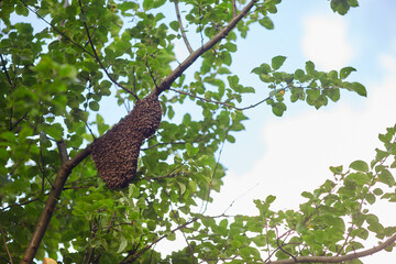 From below view of swarm of honeybees creating big beehive on tree branch in sunny summer day. Insects flying around honeycomb in garden, polluting flowers. Apriculture, beekeeping concept.