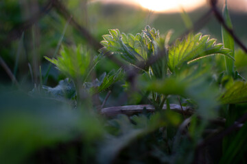 nettle grows near the fence against the backdrop of the setting sun