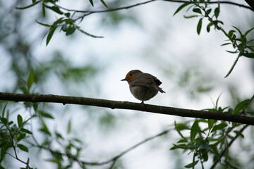 Juveniles Rotkehlchen auf einem Ast sitzend, Erithacus rubecula