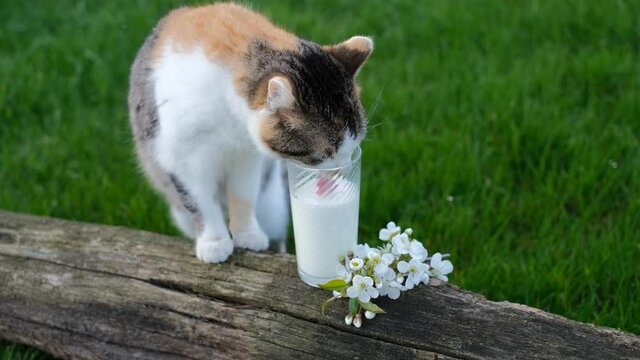 A cat drinks milk from a glass in the open air. World Milk Day. A stray cat . A glass of milk on an old stump next to a blooming cherry branch.