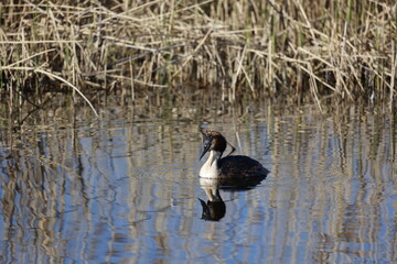Great crested grebe fishing amongst the reeds
