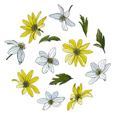 Flowers, branches, leaves of Anemone. Botanical elements isolated on white background. Plants are drawn by hand in pencil. Vintage style. Design for postcards, clothing, logo, template, print.