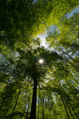 Fototapeta premium a view up into the trees direction sky