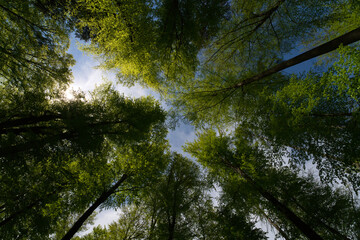 a view up into the trees direction sky