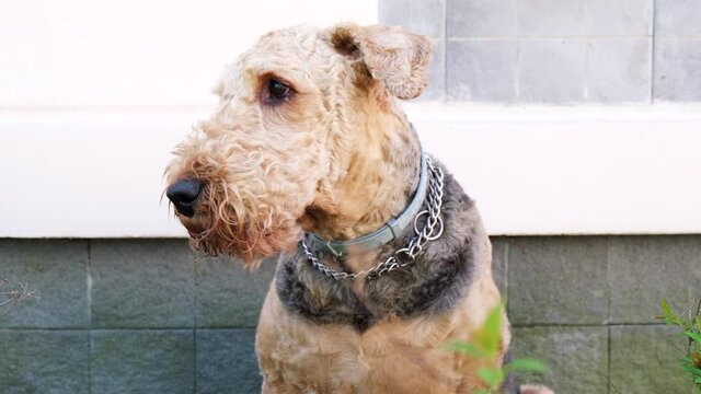 Portrait An adult dog breed airedale terrier sits and rests in the shade next to the house, and looks around