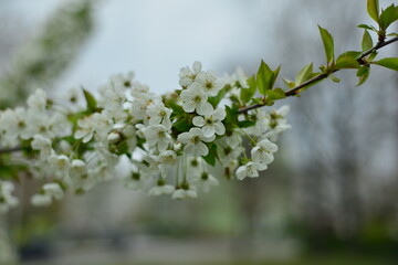 Blüten - Frühling - Blütenzauber