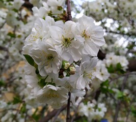 tree flowers
