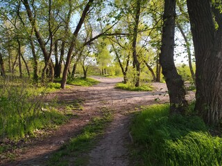 path in the park