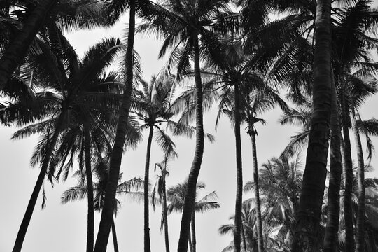 Palm leaves collection monochromatic photograph