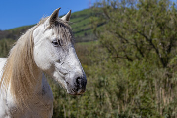 Lusitano mare portrait looking cute. Outside on pasture and happy.