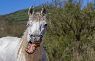 Funny horse, yawning and smiling, Lusitano mare outdoors.