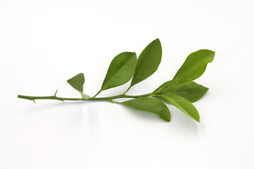 Green nature leaves isolated on white background