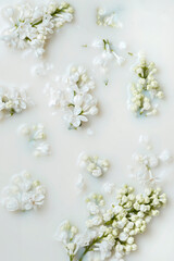 white lilac in milk, abstract floral background