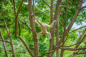 gibbon on tree