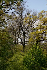 Blick in das Geäst von Eichenbäumen