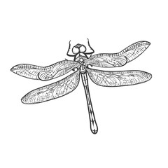 Hand drawn sketch black and white insect dragonfly. Vector illustration. Elements in graphic style label, card, sticker, menu, package. Engraved style
