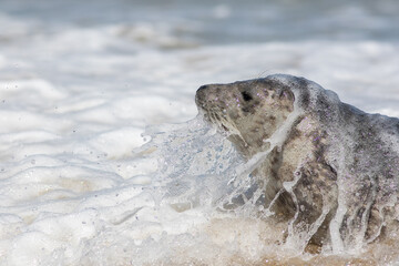 Seal emerging from frozen Icelandic water. Cold climate wildlife.