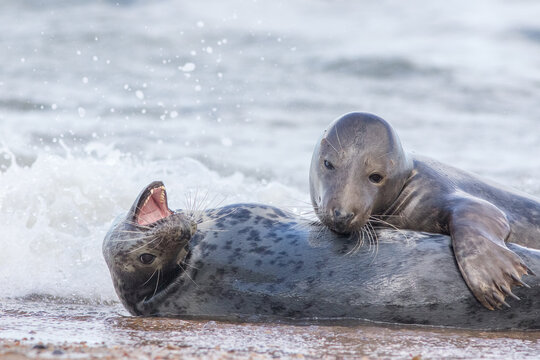 Breeding pair of grey seals. Animal affection. Beautiful wildlife image.