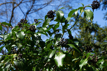 hedera helix arborea big bush with berries in front of blue sky